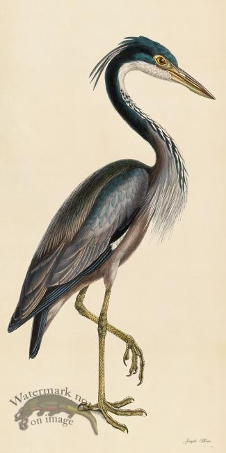 Rudbeck CFA 37 Purple Heron